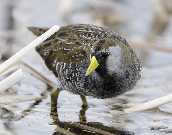 Sora Porzana carolina