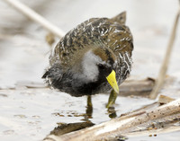 Sora Porzana carolina