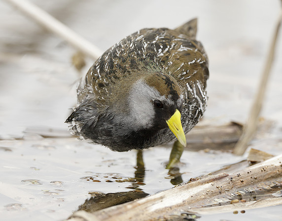Sora Porzana carolina