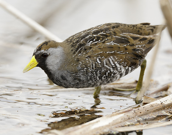 Sora Porzana carolina