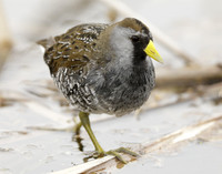 Sora Porzana carolina