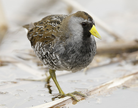 Sora Porzana carolina
