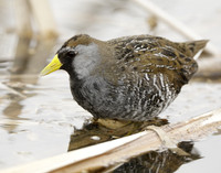 Sora Porzana carolina