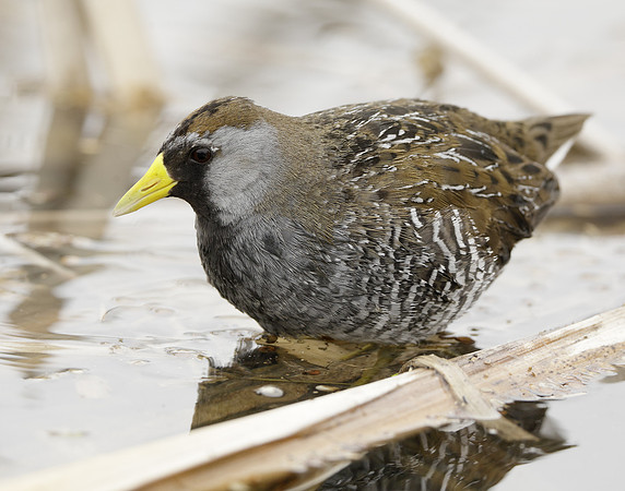 Sora Porzana carolina