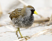 Sora Porzana carolina