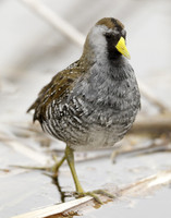Sora Porzana carolina