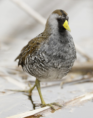 Sora Porzana carolina