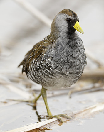 Sora Porzana carolina