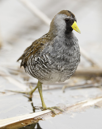 Sora Porzana carolina