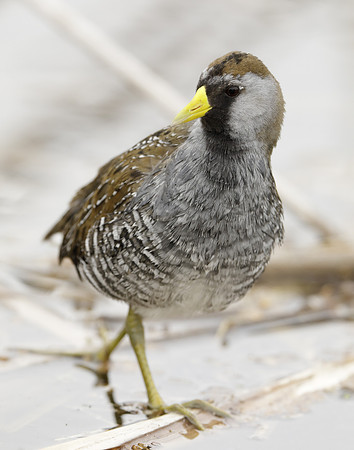 Sora Porzana carolina
