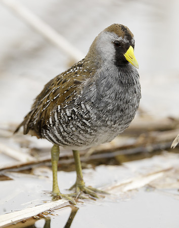 Sora Porzana carolina
