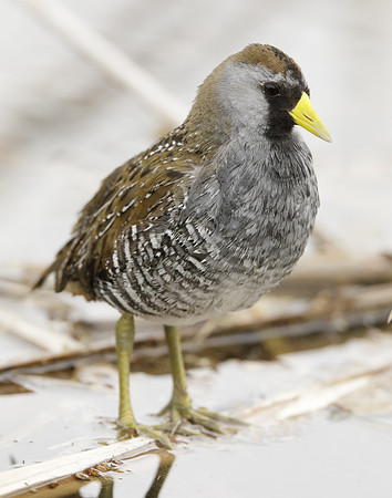 Sora Porzana carolina