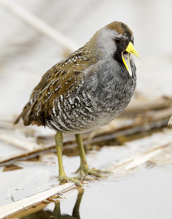 Sora Porzana carolina