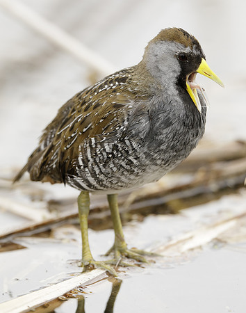 Sora Porzana carolina