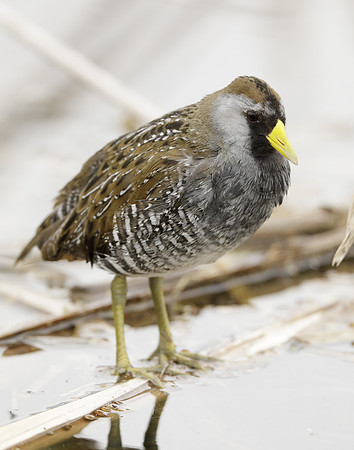 Sora Porzana carolina