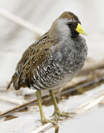 Sora Porzana carolina