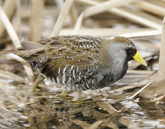 Sora Porzana carolina