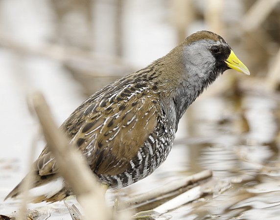 Sora Porzana carolina