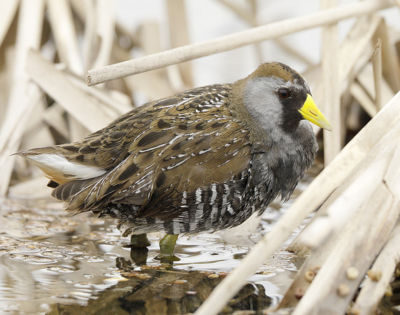 Sora Porzana carolina