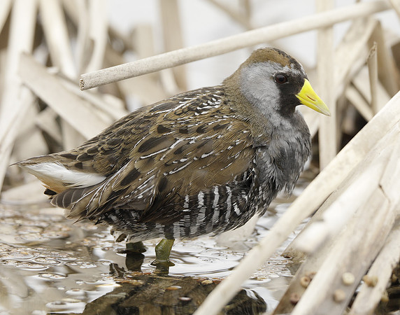 Sora Porzana carolina