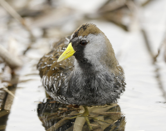 Sora Porzana carolina