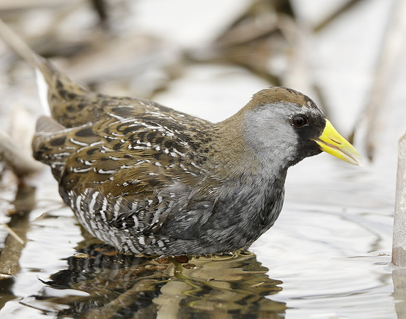 Sora Porzana carolina