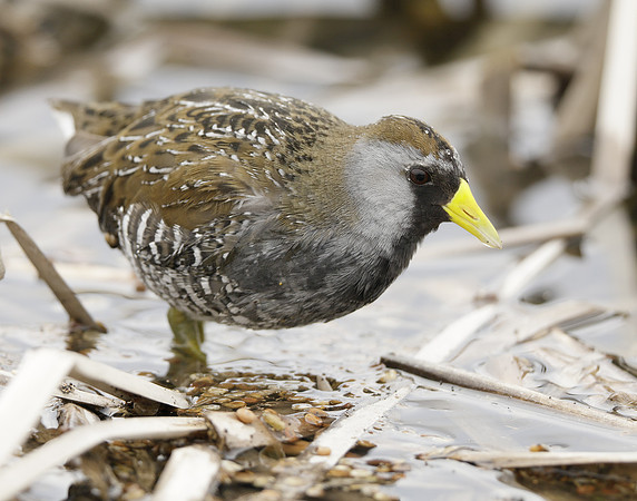 Sora Porzana carolina