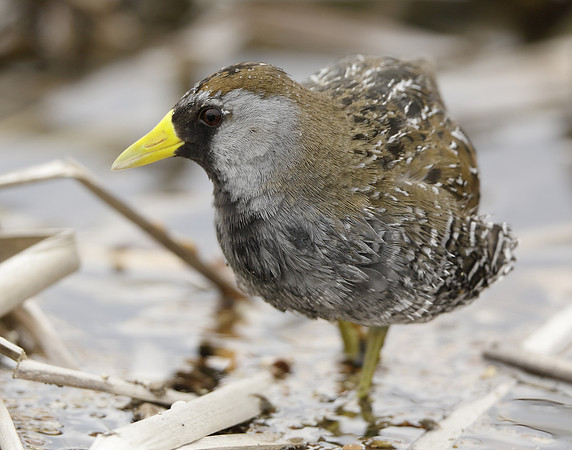 Sora Porzana carolina