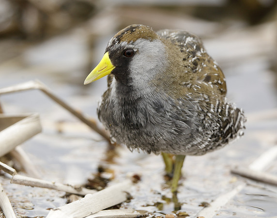 Sora Porzana carolina