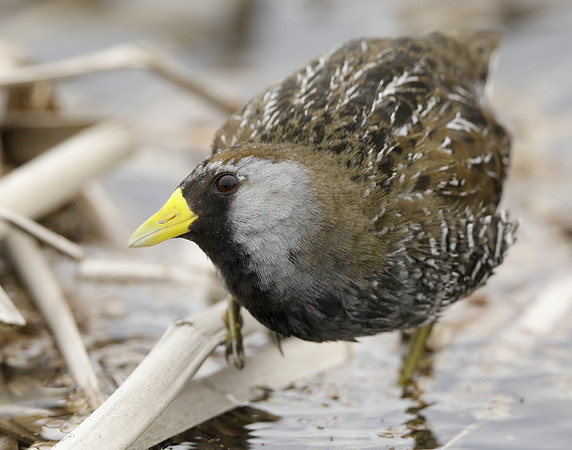 Sora Porzana carolina