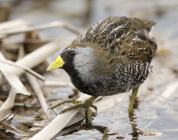 Sora Porzana carolina