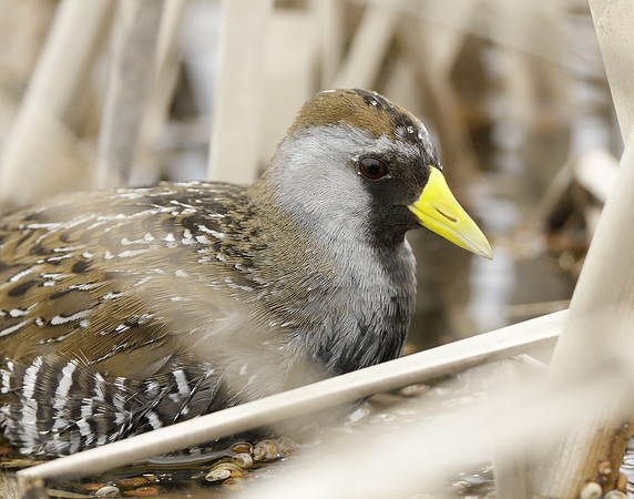 Sora Porzana carolina