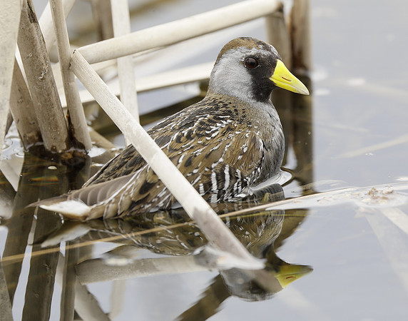 Sora Porzana carolina