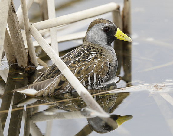 Sora Porzana carolina