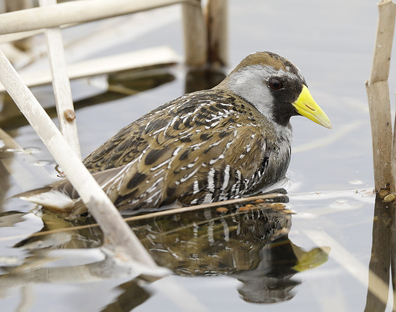 Sora Porzana carolina