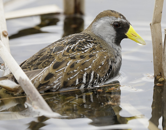 Sora Porzana carolina