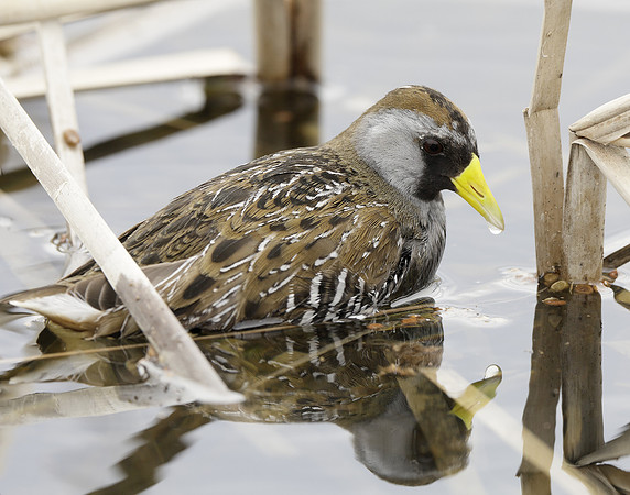 Sora Porzana carolina