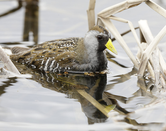 Sora Porzana carolina