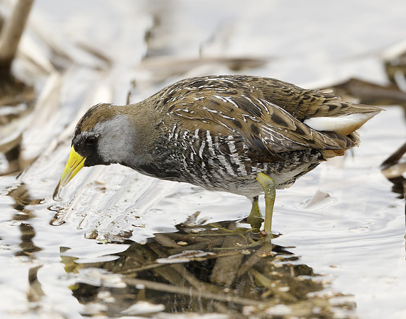 Sora Porzana carolina