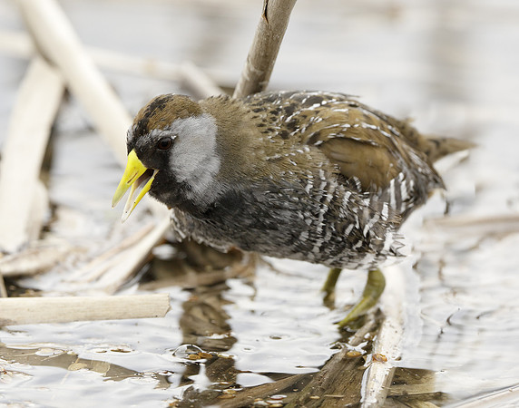 Sora Porzana carolina