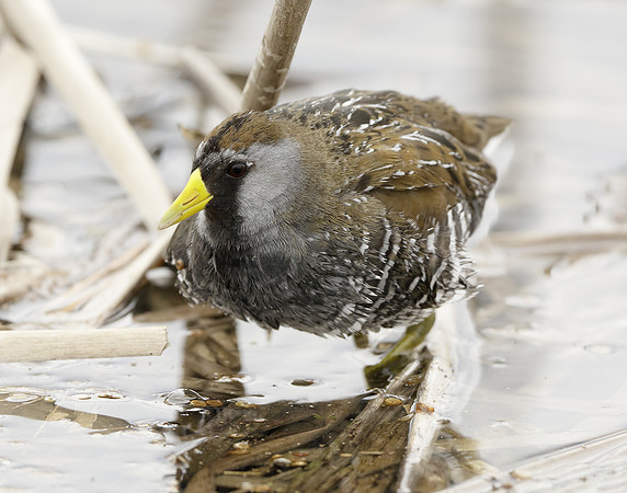 Sora Porzana carolina