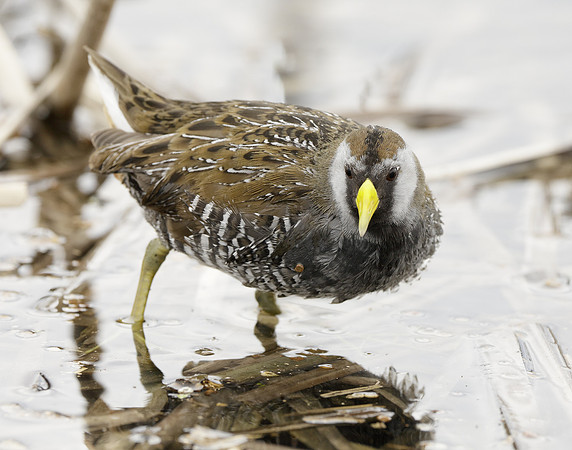 Sora Porzana carolina
