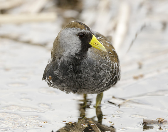 Sora Porzana carolina
