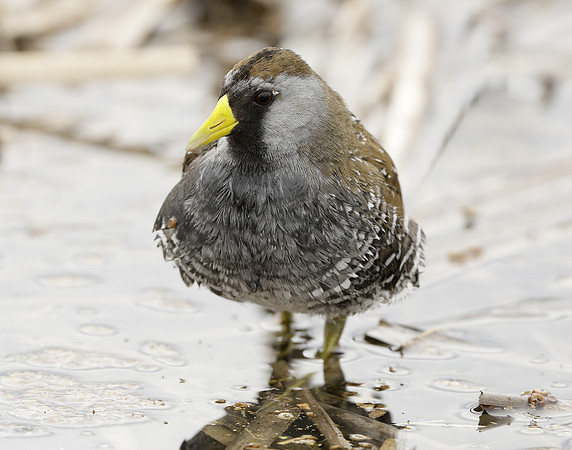 Sora Porzana carolina