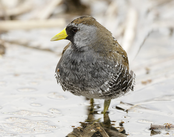 Sora Porzana carolina