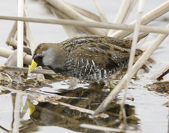 Sora Porzana carolina