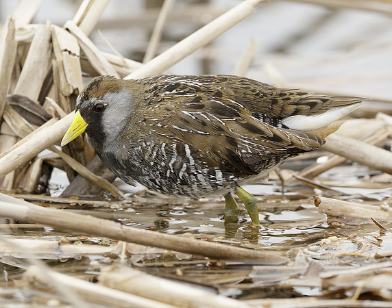 Sora Porzana carolina