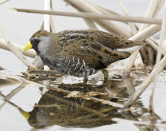 Sora Porzana carolina