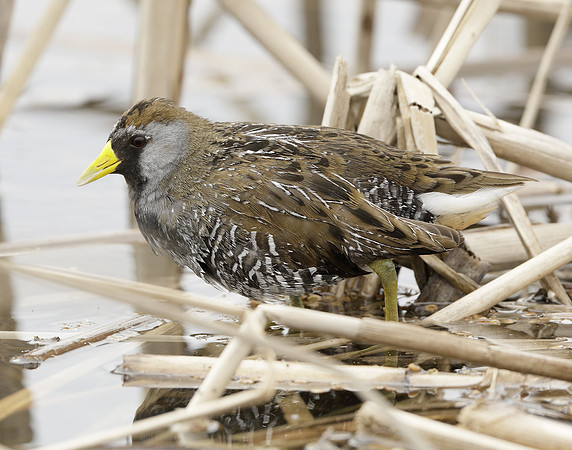 Sora Porzana carolina