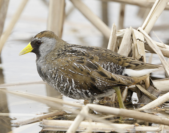 Sora Porzana carolina